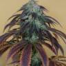 семена сортовой конопли OG Kush feminised Humboldt Seeds