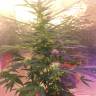 семена конопли аутдор Auto Short Rider feminised Nirvana Seeds