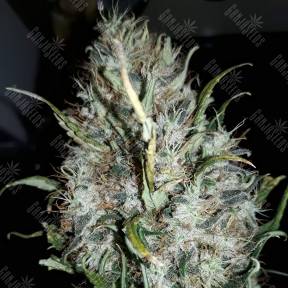 Royal Gorilla feminised Royal Queen