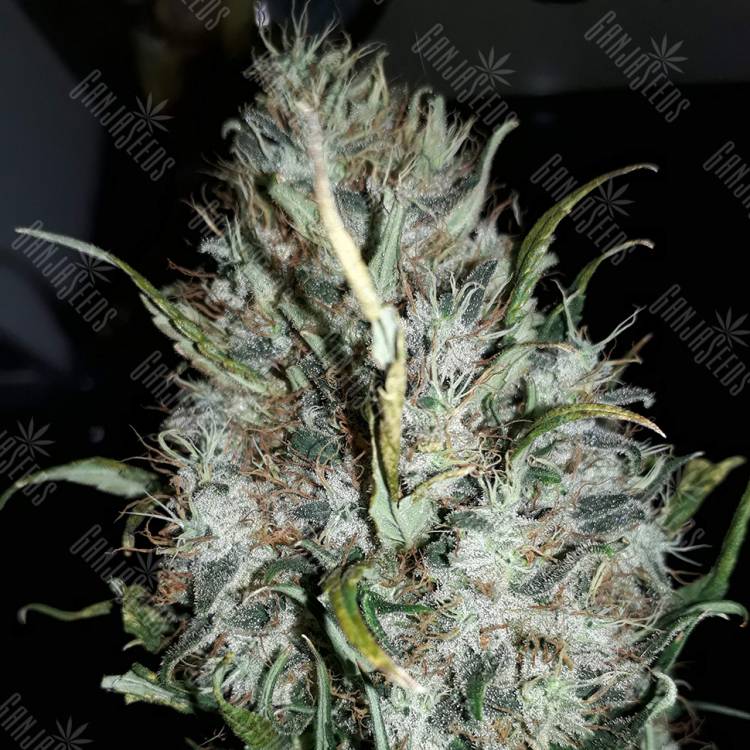 семена конопли Россия Royal Gorilla feminised Royal Queen