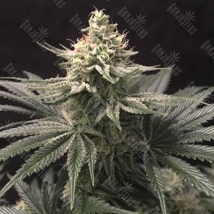 заказать качественные семена конопли Indigo Berry Kush feminised Sweet Seeds