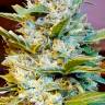 Качественные семена конопли Auto Northern Hog feminised Ganja Seeds