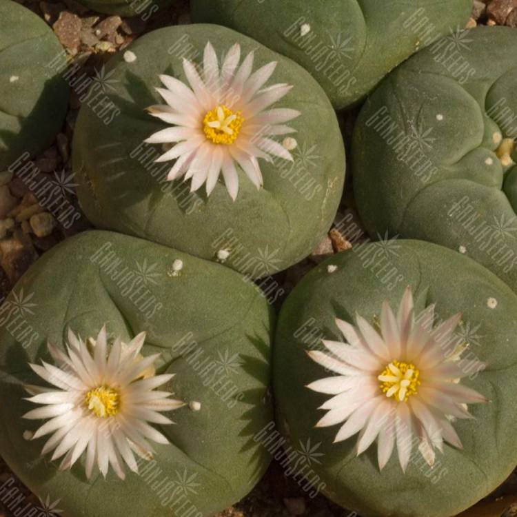 Семена кактуса Lophophora echinata var. diffusa