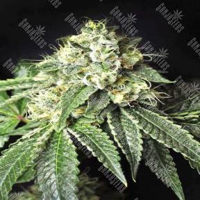Pablo Escobar feminised Ganja Seeds
