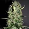 купить семена конопли Arjan's Haze 2 feminised Green House Seeds