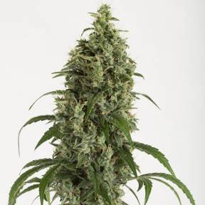 Auto Moby Dick feminised Dinafem Seeds