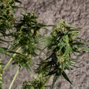 Hash Passion regular Ganja Seeds