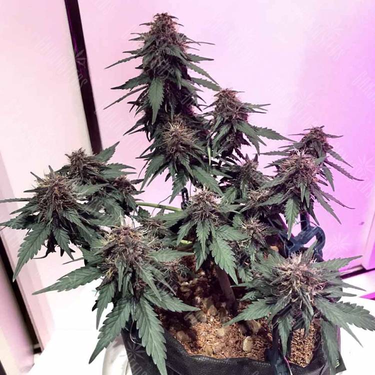 семена конопли марихуаны Auto Santa regular