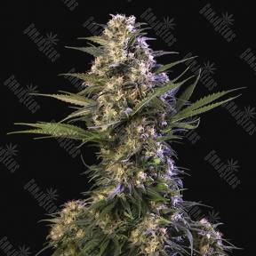 Buddha Kraken feminised Buddha Seeds