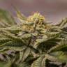 урожайные семена конопли OGKZ feminised Humboldt Seeds