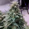 семена конопли гидропоники Auto Swiss Cheese feminised Nirvana Seeds