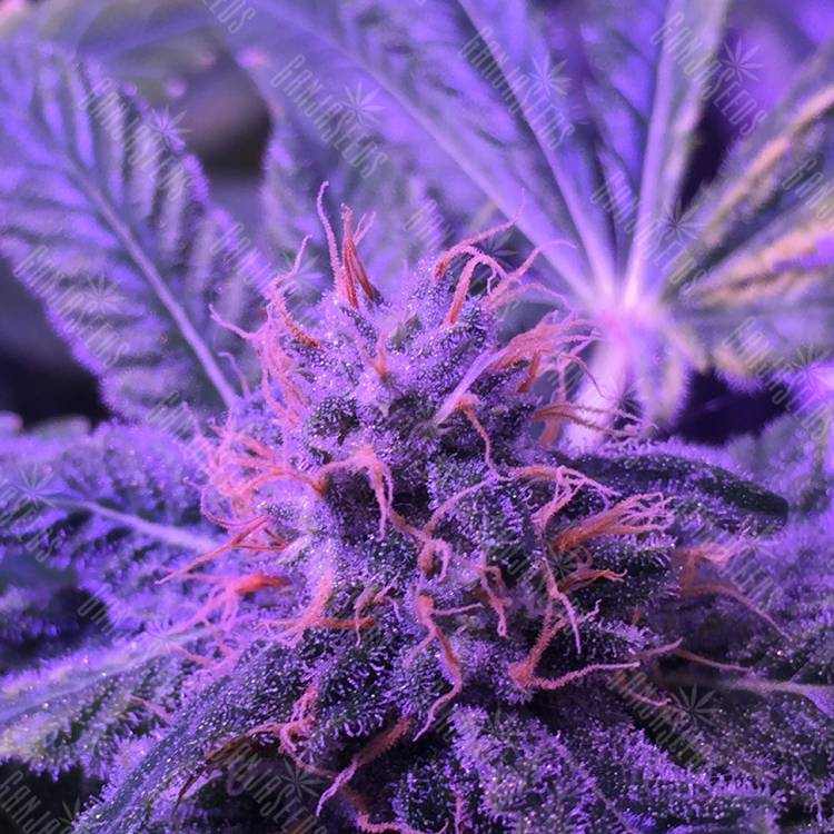 семена конопли Shining Silver Haze feminised Royal Queen