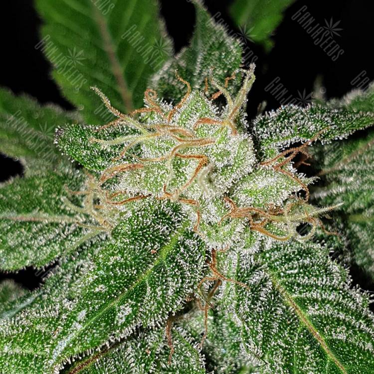 семена конопли курьером Jack 47 F1 Fast Version feminised Sweet Seeds