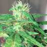 Качественные семена конопли Auto Mohan Ram feminised Ganja Seeds