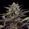 Havok feminised GanjaVIP Seeds