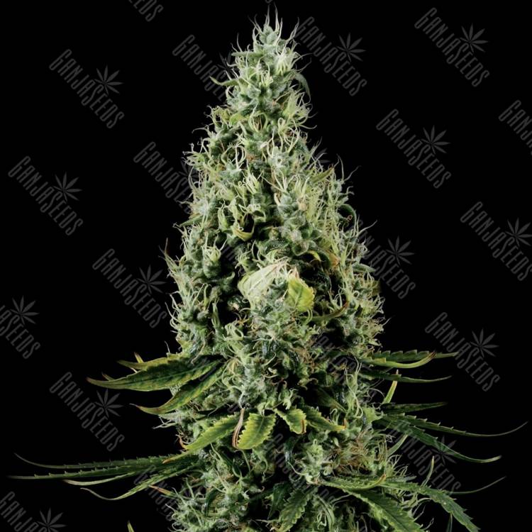 заказ семян конопли Arjan's Haze 3 feminised Green House Seeds