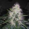 White Widow feminised Breeders Community Seeds