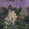 White Widow feminised Breeders Community Seeds