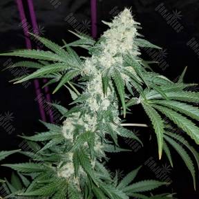 Hash Plant regular Ganja Seeds