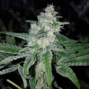 Auto Shark regular Ganja Seeds