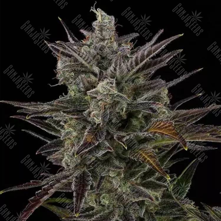 семена конопли в фирменной упаковке Buddha Morpheus feminised Buddha Seeds