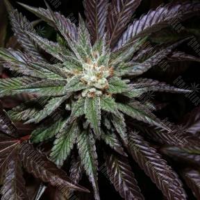 LA Confidential regular DNA Genetics