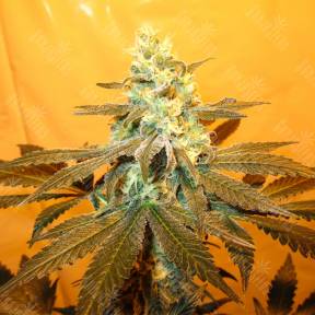 Pineapple Skunk feminised Humboldt Seeds