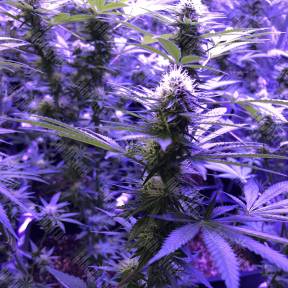 Skunk XL feminised Royal Queen