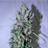 семена конопли для посадки купить Jack 47 feminised Sweet Seeds