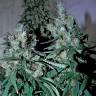 семена конопли курьером Jack 47 feminised Sweet Seeds