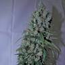 семена конопли для курения Jack 47 feminised Sweet Seeds