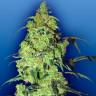 Качественные семена конопли Auto Blow Mind feminised Ganja Seeds