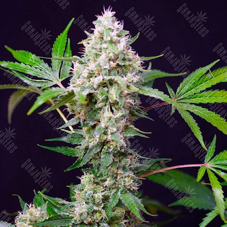 Недорогие семена конопли Auto Blow Mind feminised Ganja Seeds
