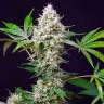 Недорогие семена конопли Auto Blow Mind feminised Ganja Seeds