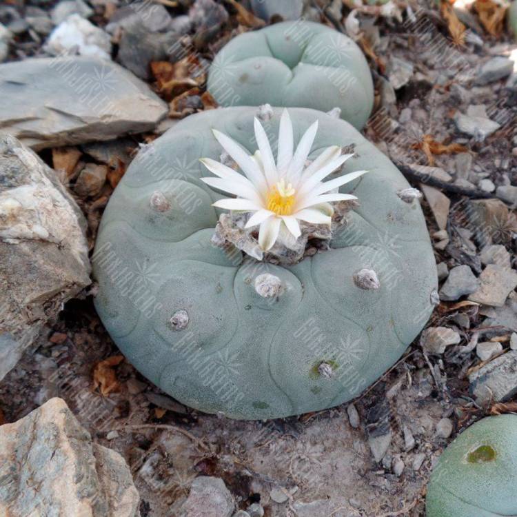 Семена кактуса Lophophora diffusa var. lutea