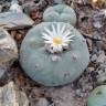 Семена кактуса Lophophora diffusa var. lutea
