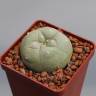 Купить семена кактуса Lophophora diffusa var. lutea