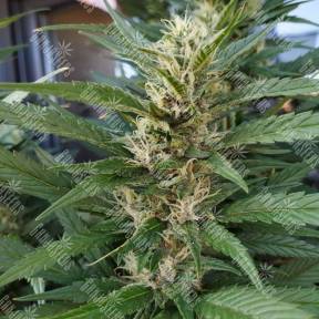 S.A.D. (Sweet Afgani Delicious) feminised Ganja Seeds Fast Version