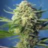 Лучший выбор семян в интернете S.A.D. (Sweet Afgani Delicious) feminised Ganja Seeds Fast Version