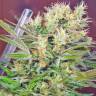 Купить семена марихуаны в России S.A.D. (Sweet Afgani Delicious) feminised Ganja Seeds Fast Version