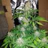 Hyperion feminised GanjaVIP Seeds