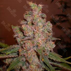 Hyperion feminised GanjaVIP Seeds