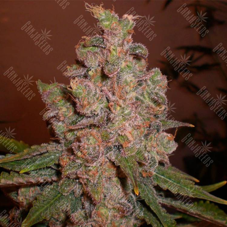 Hyperion feminised GanjaVIP Seeds