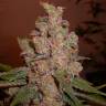 Hyperion feminised GanjaVIP Seeds