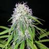 семена конопли почтой Arjan's Ultra Haze 1 feminised Green House Seeds