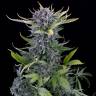 купить в России Auto White Widow feminised