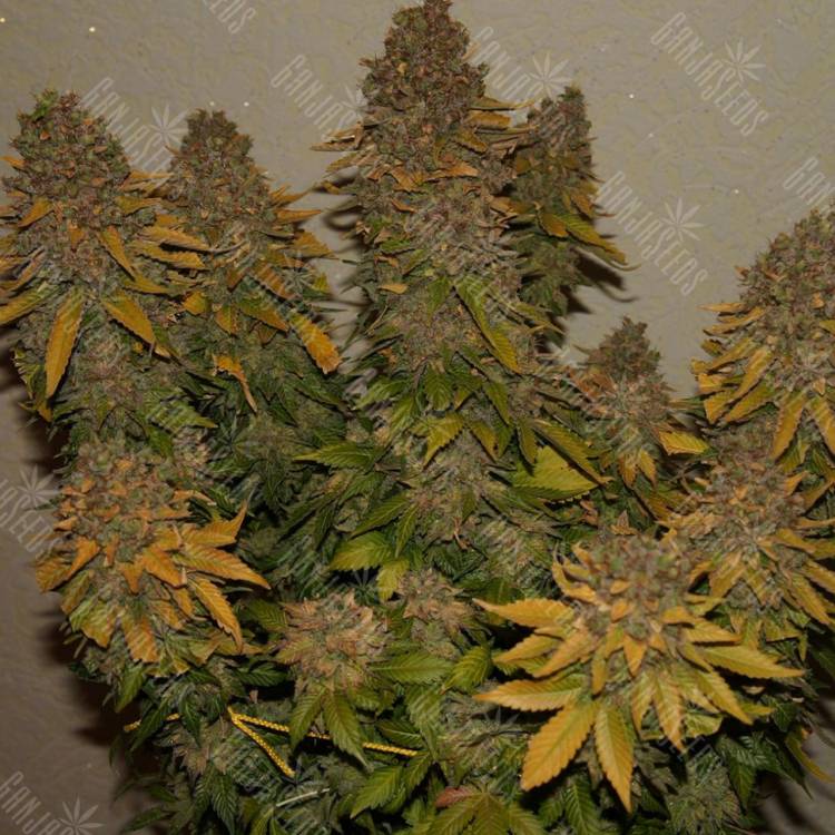 семена конопли G13 regular Ganja Seeds