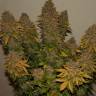семена конопли G13 regular Ganja Seeds