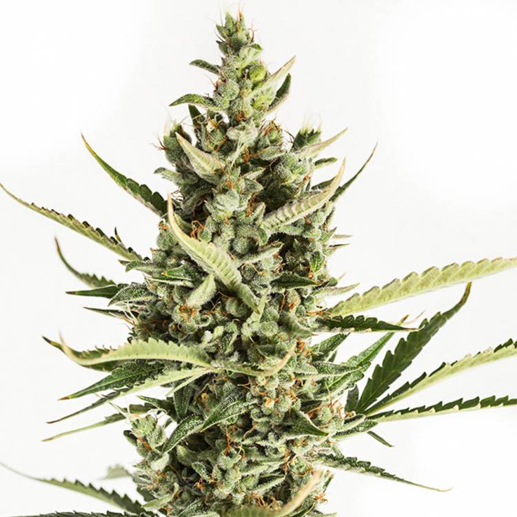 семена конопли интернет магазин Auto Amnesia XXL feminised Dinafem Seeds