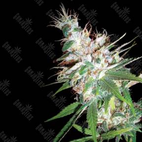 LA Woman regular DNA Genetics